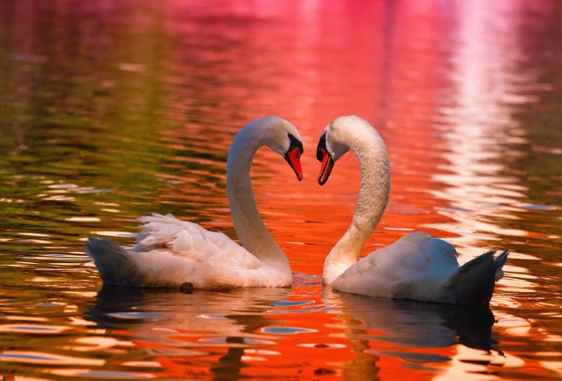 Два лебедя