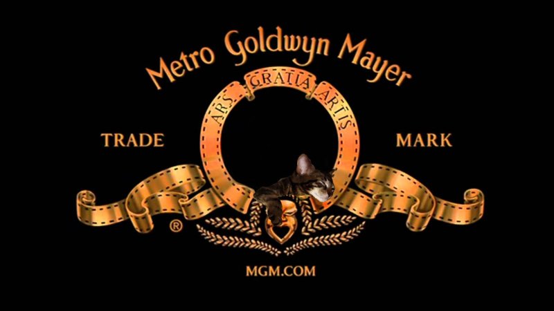 Metro Goldwyn Mayer без Льва