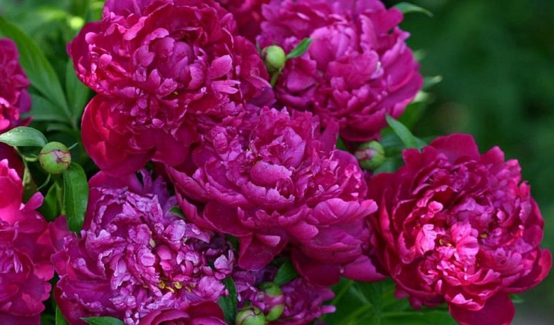 Пионы Бургундия