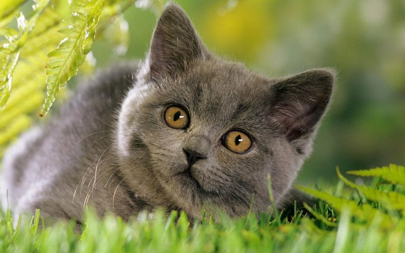 Серая кошка шартрез