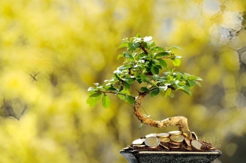 Дерево с деньгами