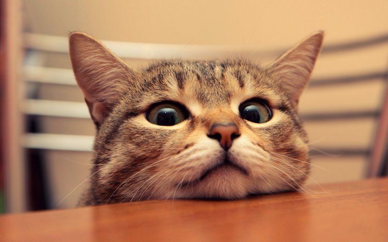 Заставка на рабочий стол кот