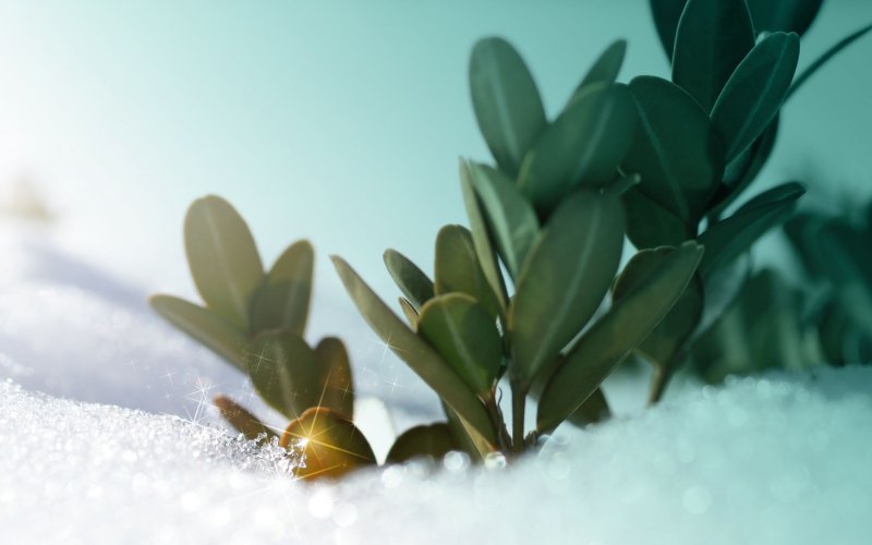 Ранняя Весна