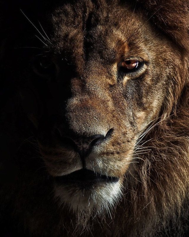 Красивый Лев