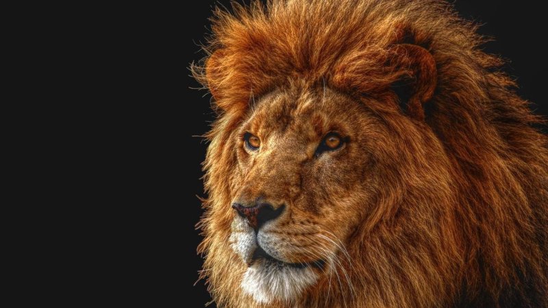 Лев Король зверей