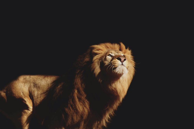 Лев рычит