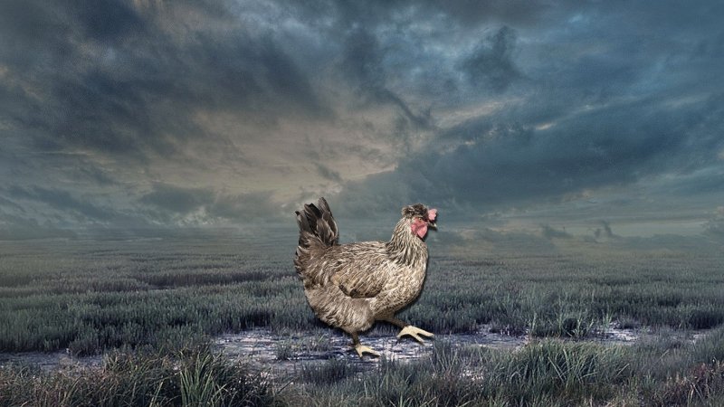 Обои на рабочий стол куры