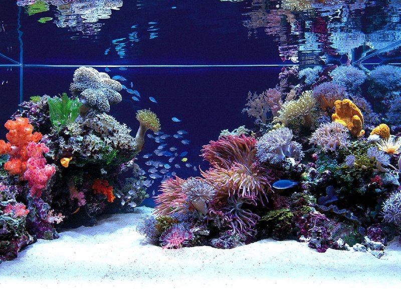 Красивые рыбки для аквариума