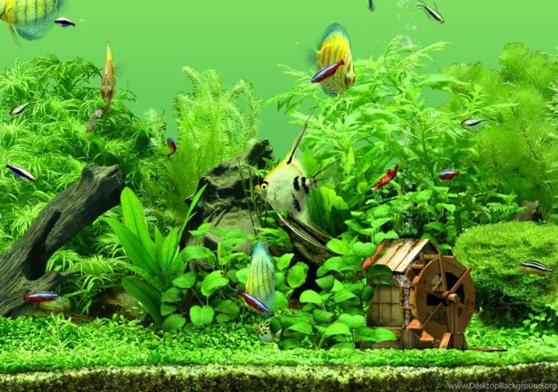 Заставка аквариум