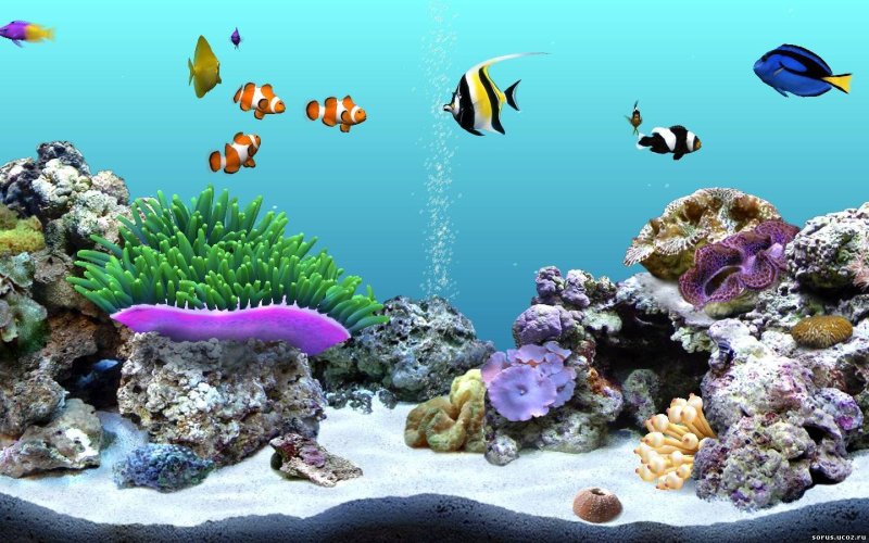 Живые рыбки