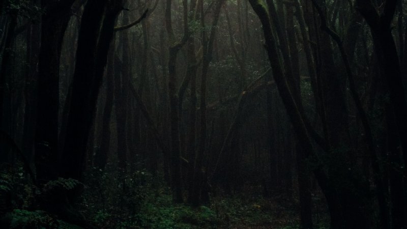 Темный лес Геншин