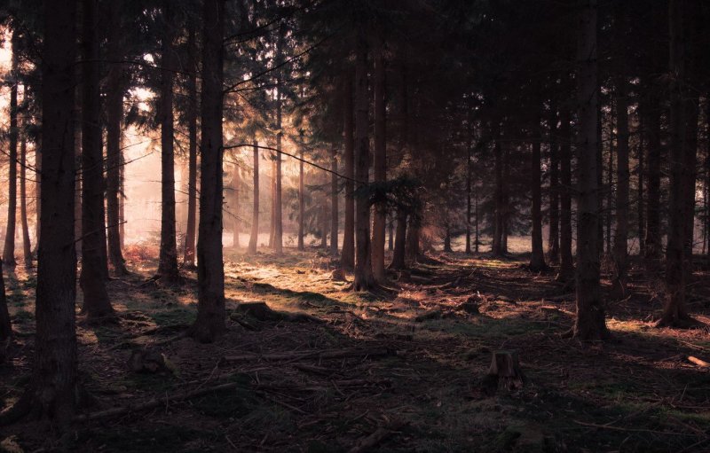 Дадлитаун темный лес