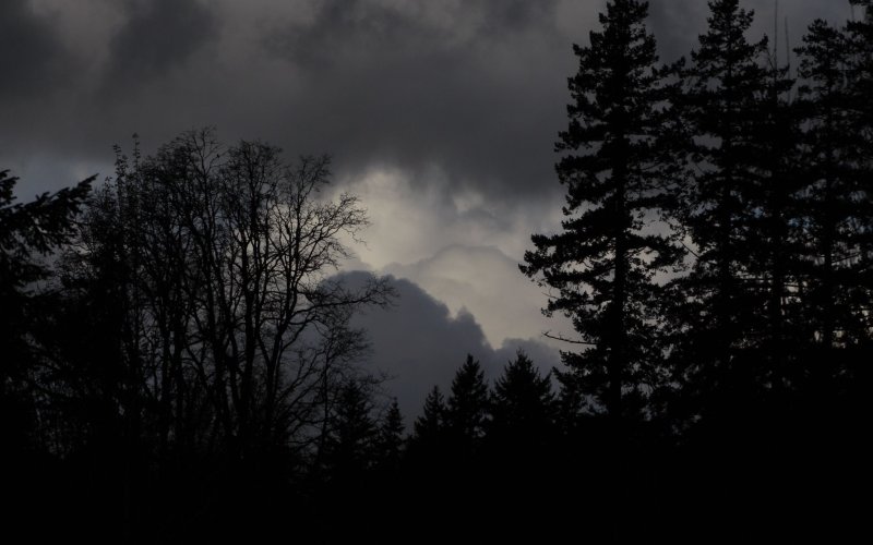 Темная природа