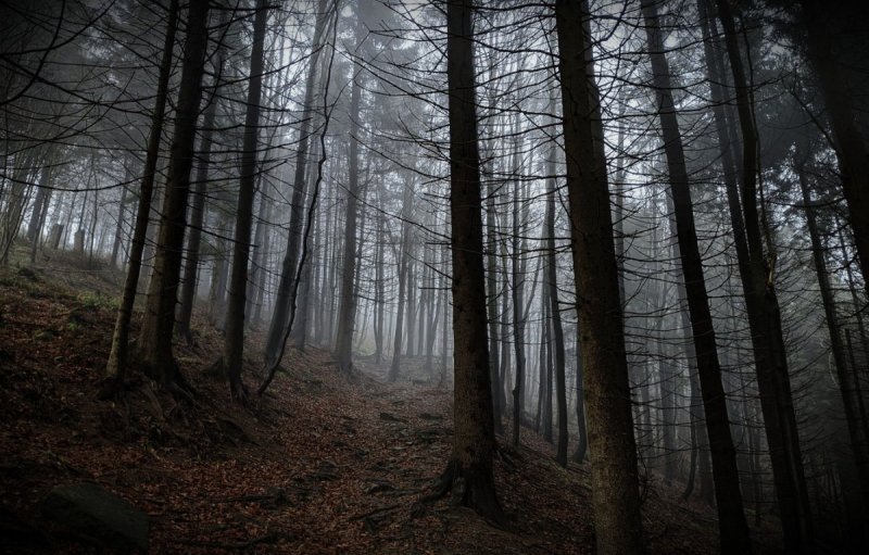 Темный лес Геншин