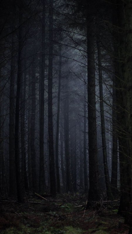 Страшный лес