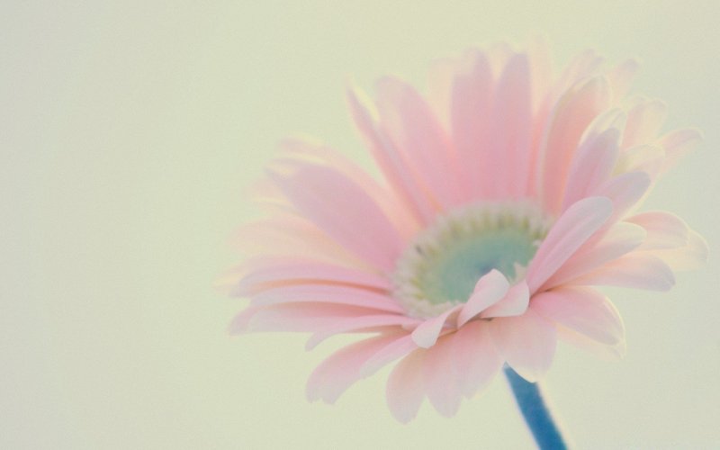 Нежный цветок