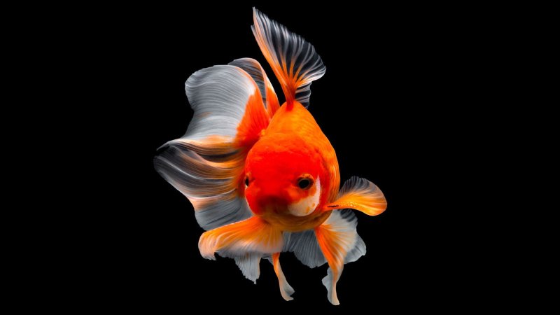 Риукин красный вуалехвост