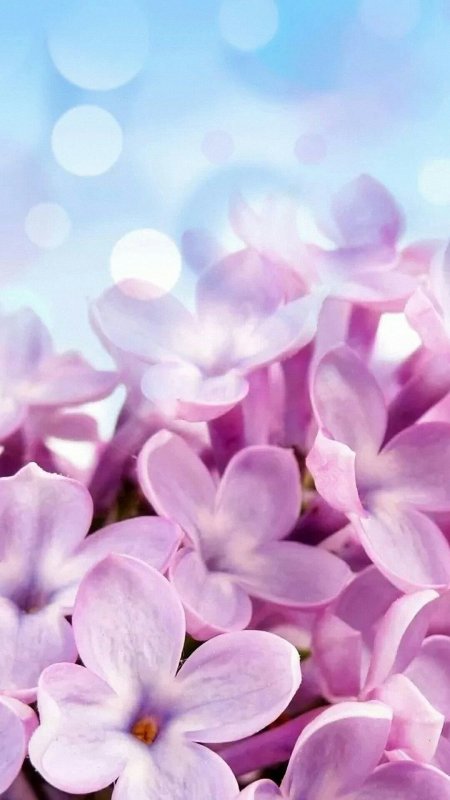 Цвеоы свеилын