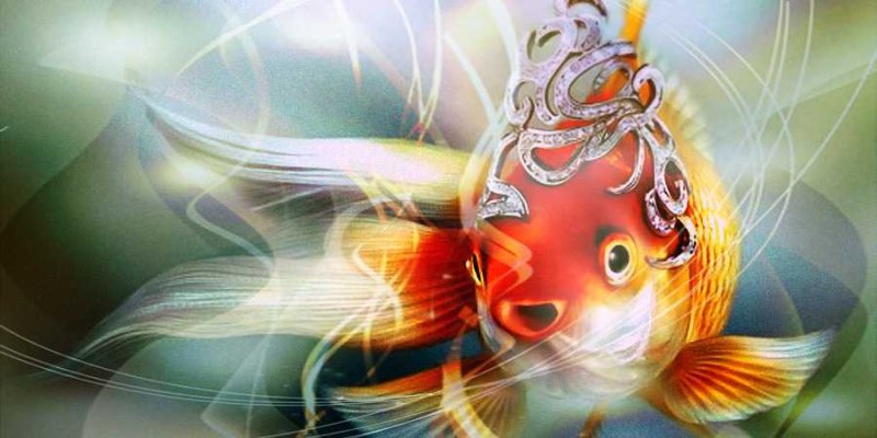 Золотые рыбки фен шуй
