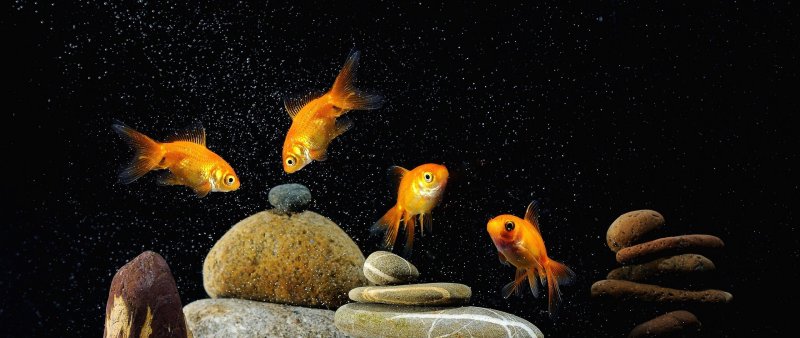 Золотая рыбка
