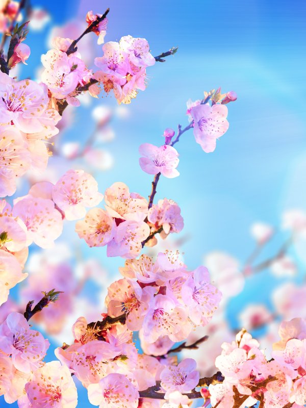 Цветы Сакуры