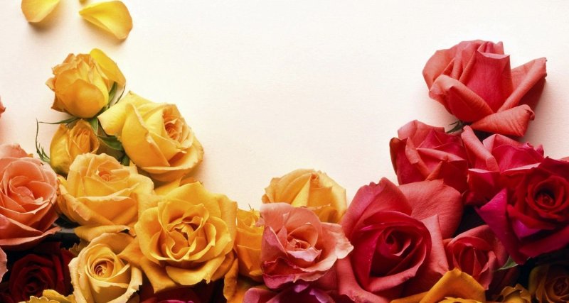 Баннер цветы