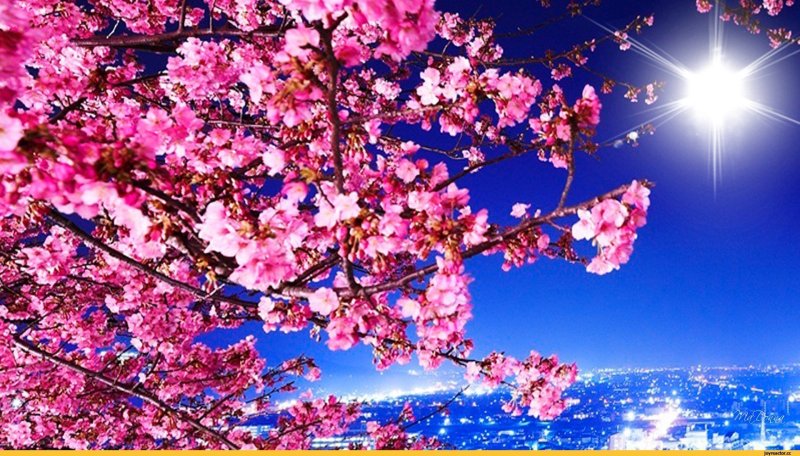 Японская Сакура