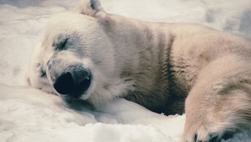 Белый медведь