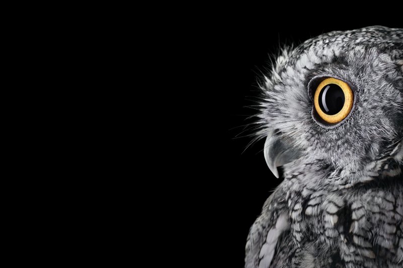 Сова на темном фоне