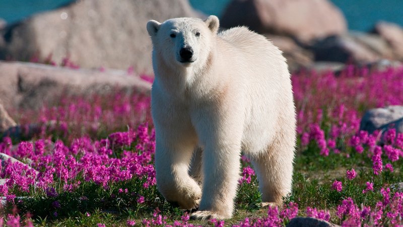Белый Полярный Медвежонок