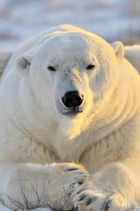 Полярный медведь фото
