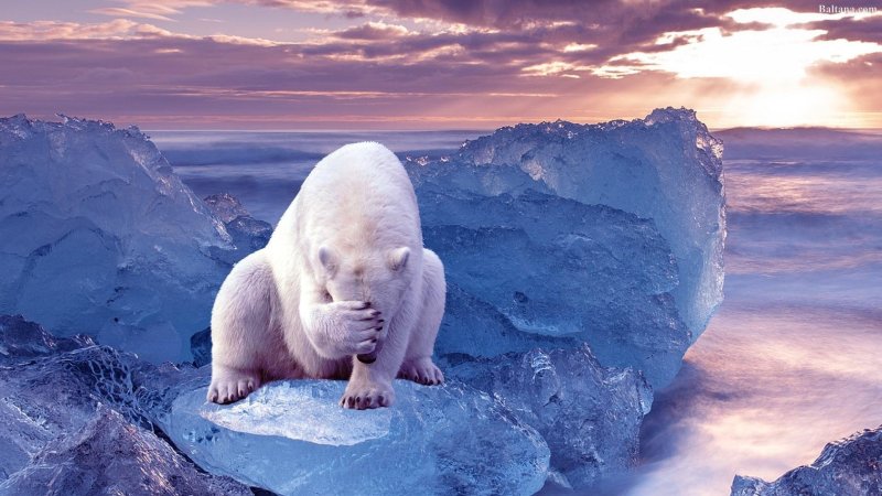 Заставка на рабочий стол белый медведь