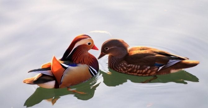 Уточки-мандаринки 2