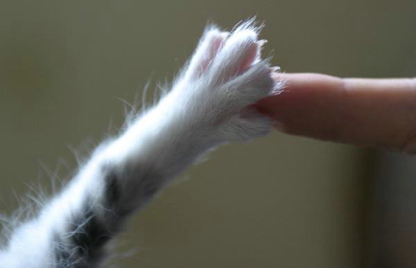 Кот жать на лапку