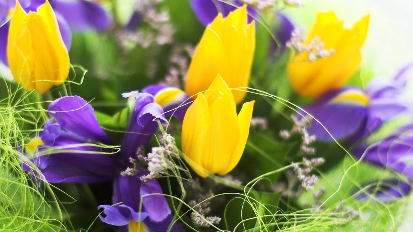 Букет нарциссы ирисы тюльпаны Мимоза