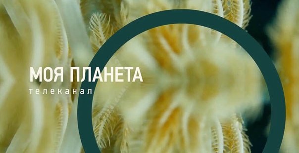 Фрагмент эфира моя Планета