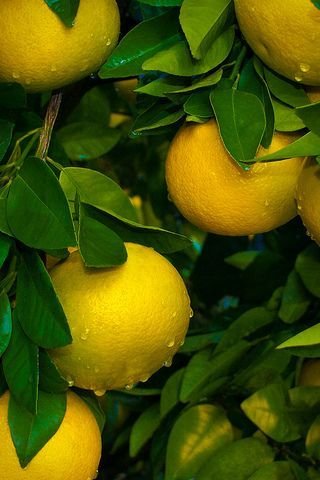 Лимонное дерево