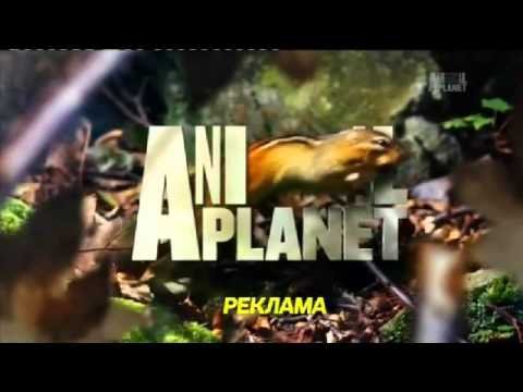 Animal Planet реклама
