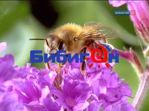 Бибигон заставка