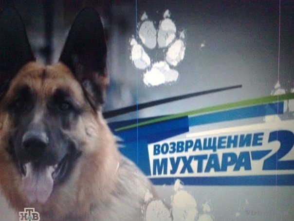 НТВ сериал Возвращение Мухтара 2