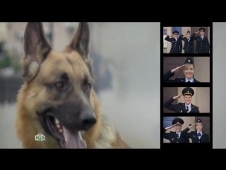 Возвращение Мухтара 9 сезон 9