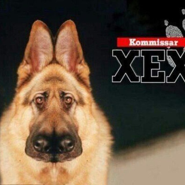 Комиссар рекс мемы