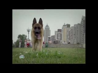 Возвращение Мухтара 2 9 сезон