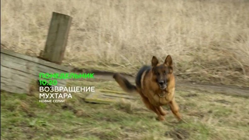 Возвращение Мухтара НТВ 2007 анонс