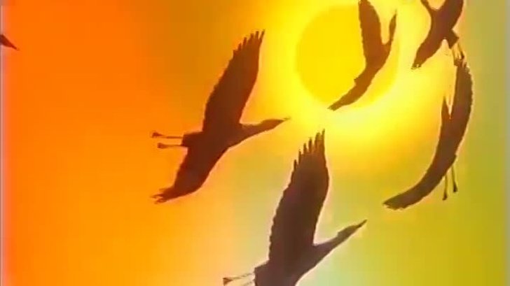 В мире животных заставка