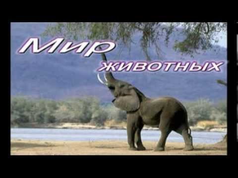 В мире животных ремикс
