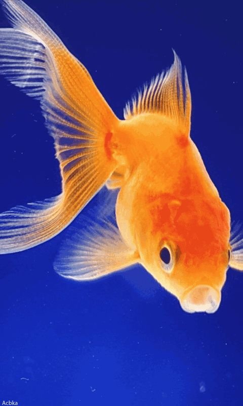 Золотая рыбка Живая