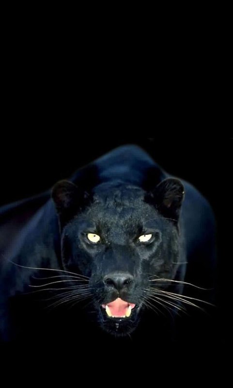 Красивая пантера