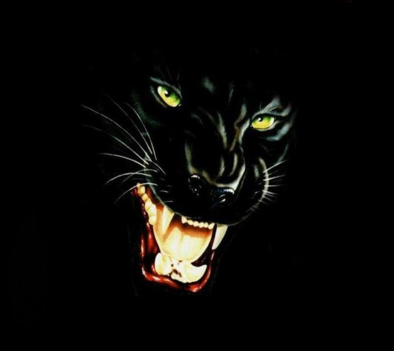 Черная пантера оскал