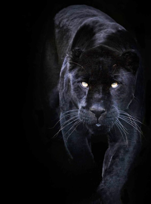 Темные обои с животными